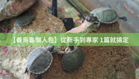 烏龜養法|【養烏龜懶人包】：從新手到專家，1篇就搞定